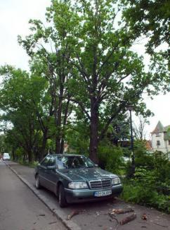 Copacii dăunează maşinilor